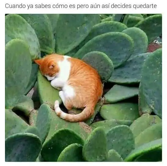 Lo mejor del humor mexicano parte 28