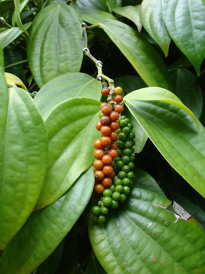 FRUTAS