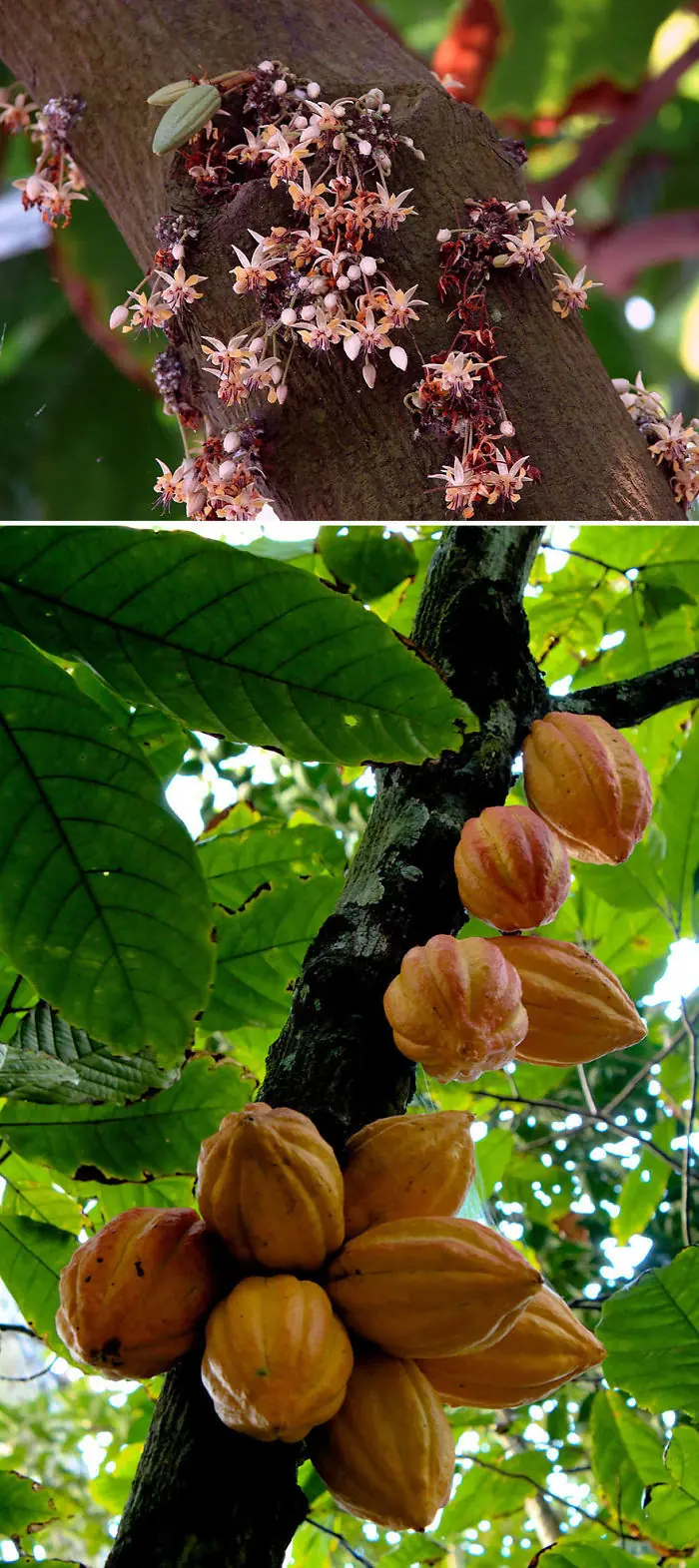 ALIMENTOS