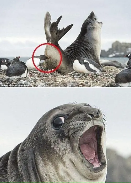 imagenes de humor