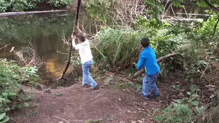 Gifs