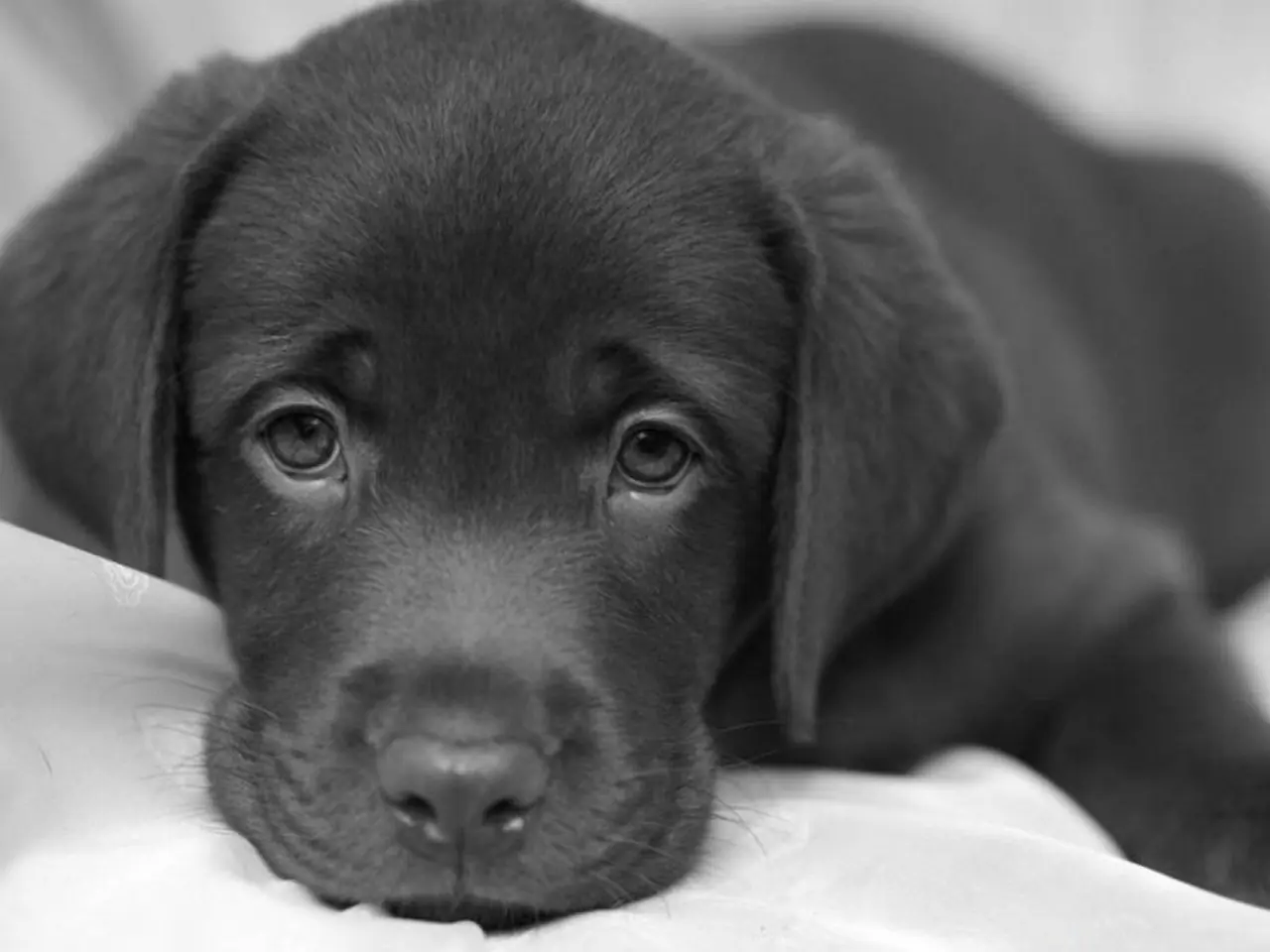 La Historia Mas Triste De Un Perro