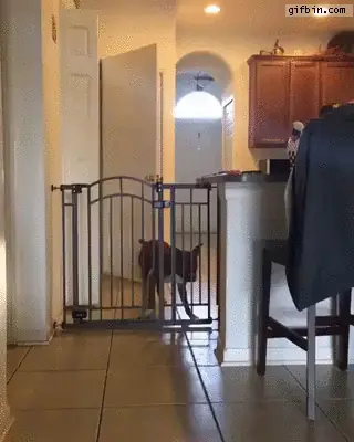 12 GIFs que la rompieron +10 si te da risa #12
