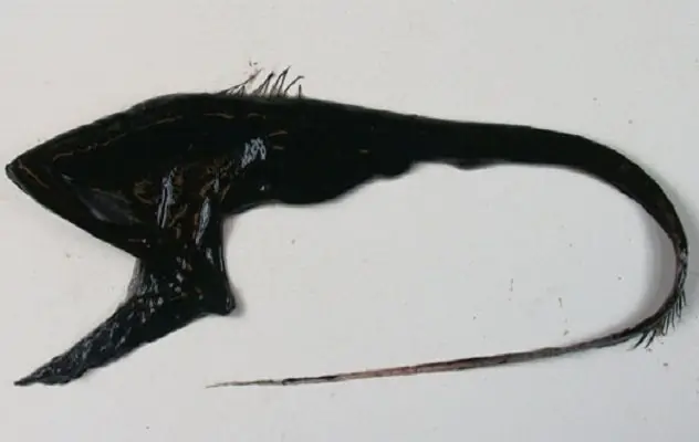 animales