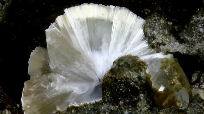 cocodrilita