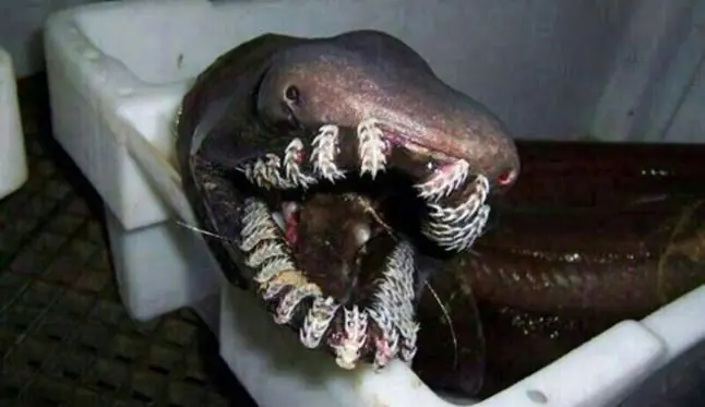 raros