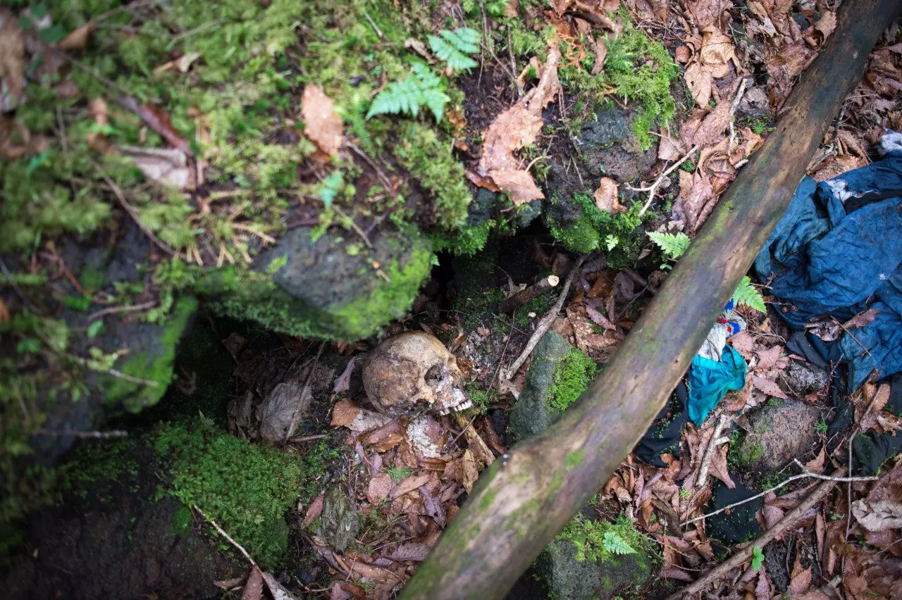 La Verdad Sobre El Bosque De Los Suicidios