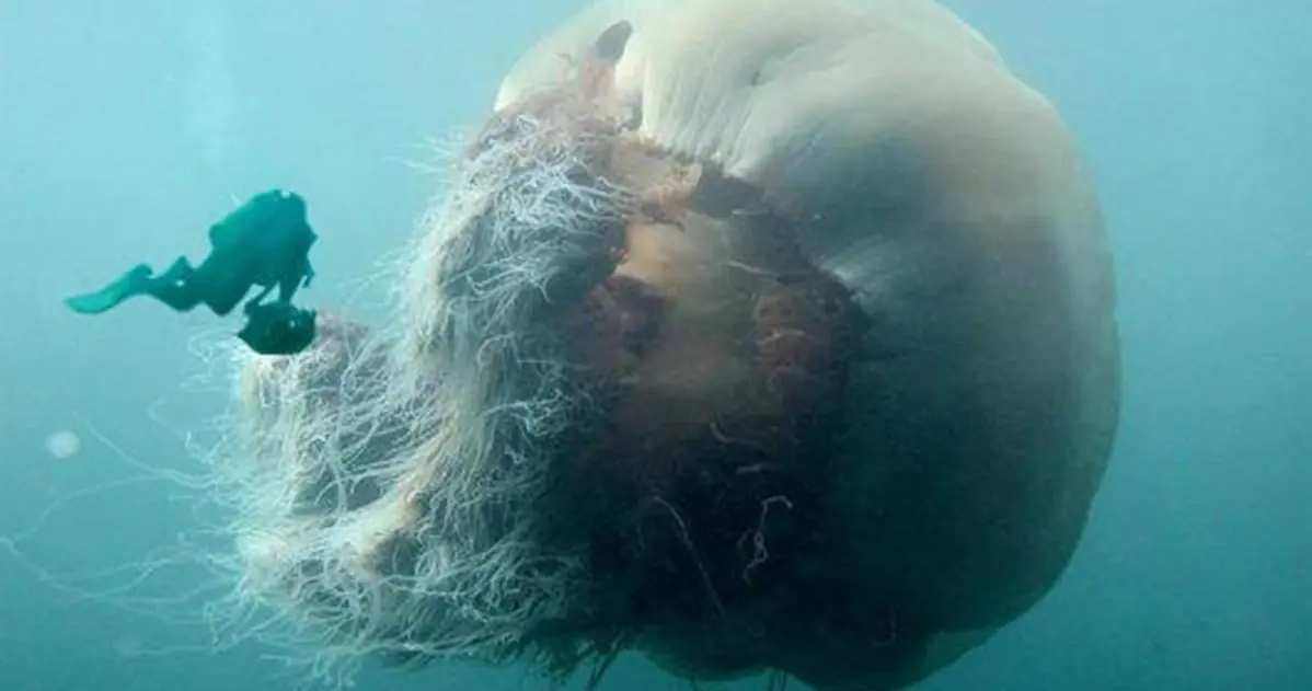 Megapost 24 criaturas del mar que no conoces