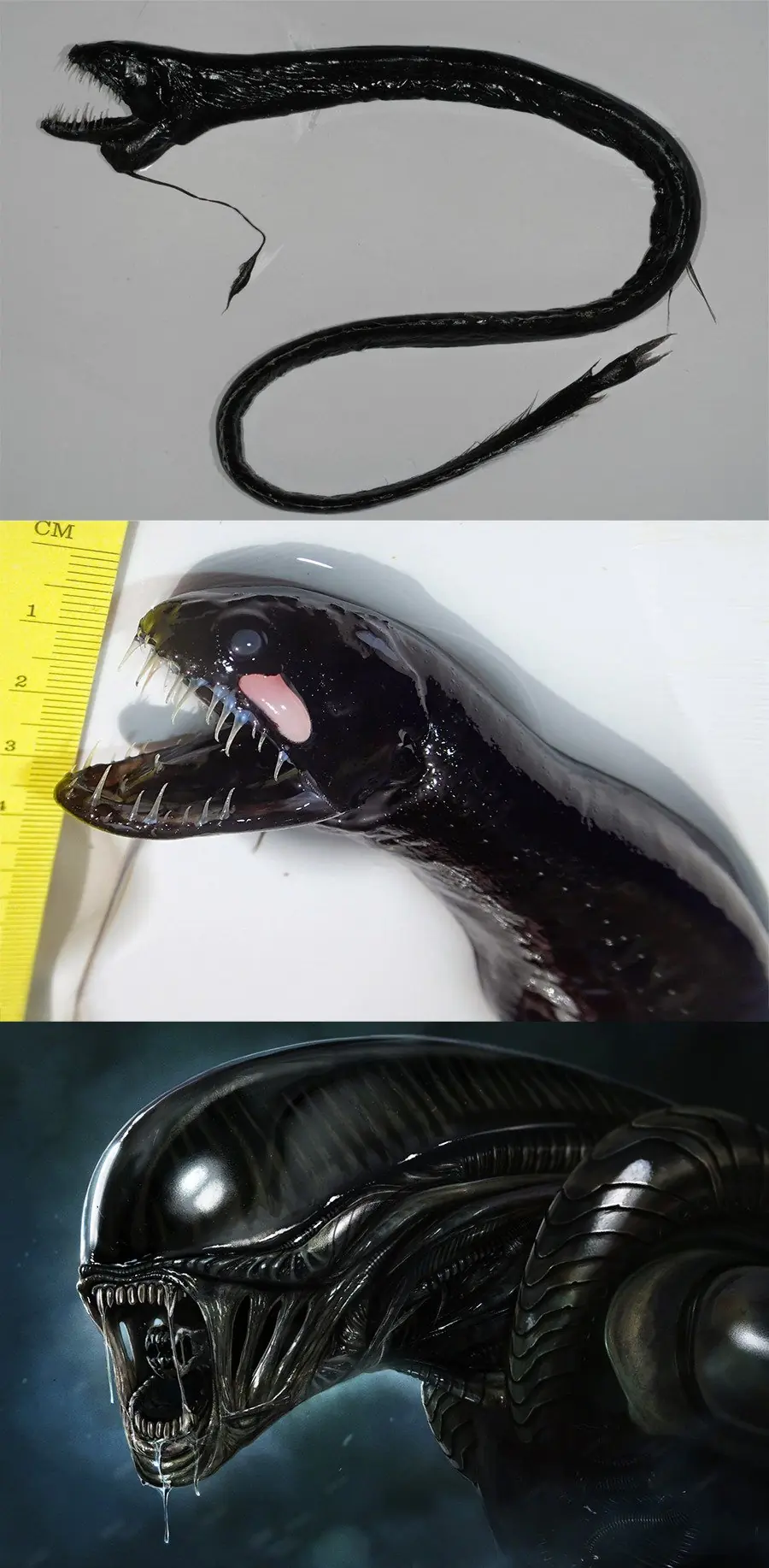 peces