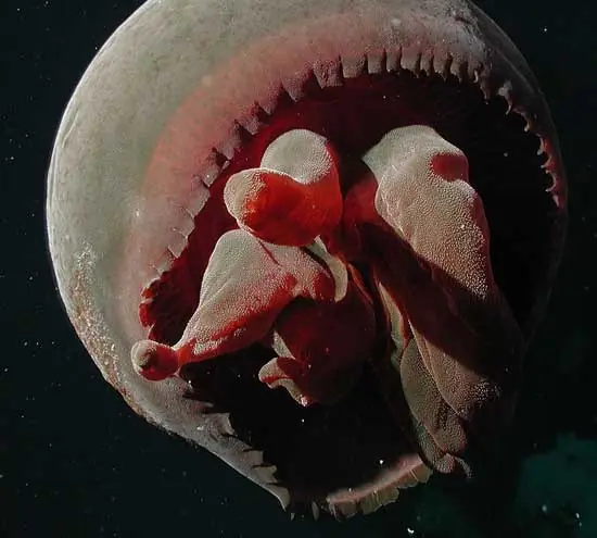 oceano