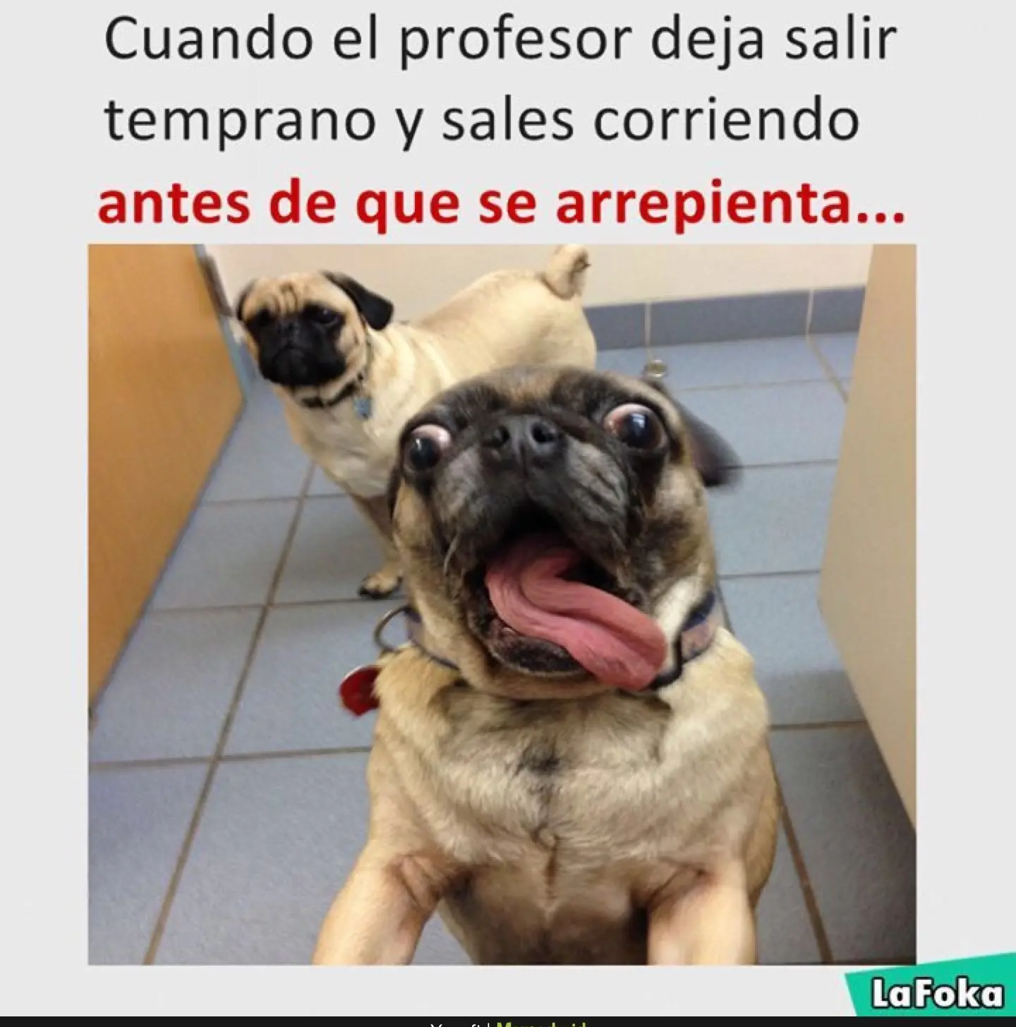 50 imagenes de Humor Lincesco #40