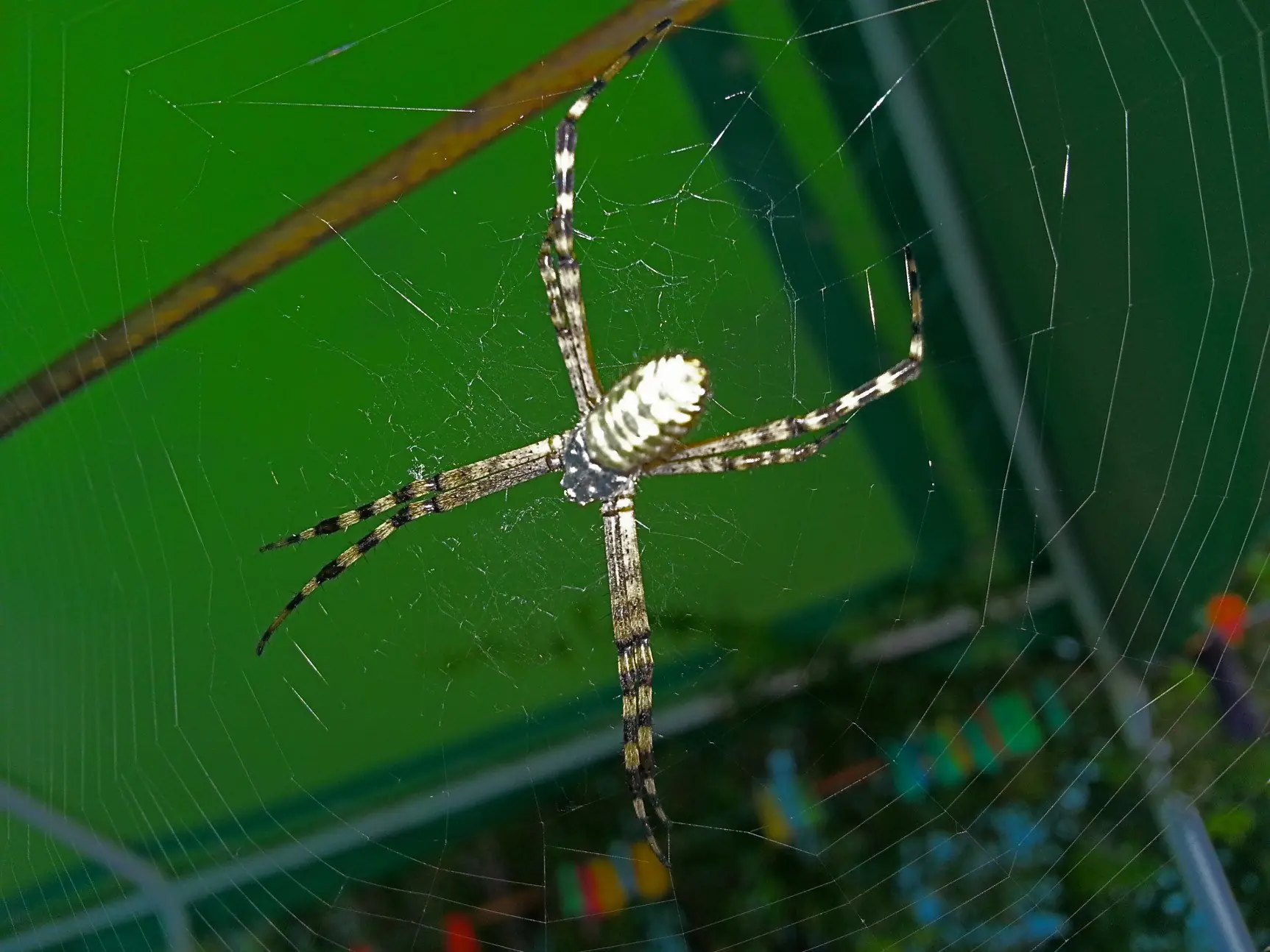 Murió mi araña y la hice de metal.