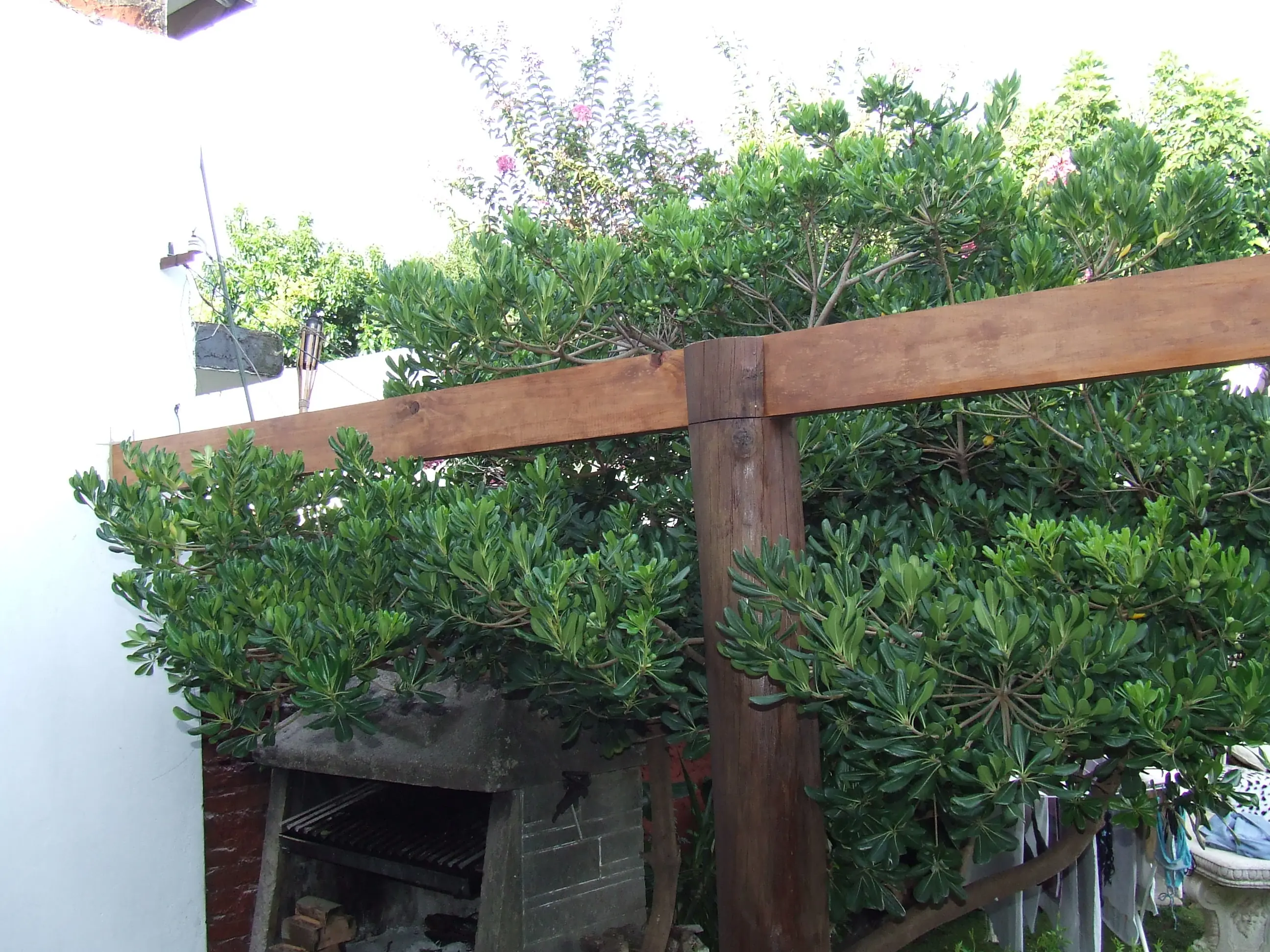 madera