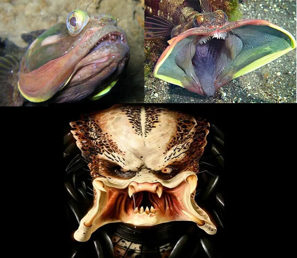 raros