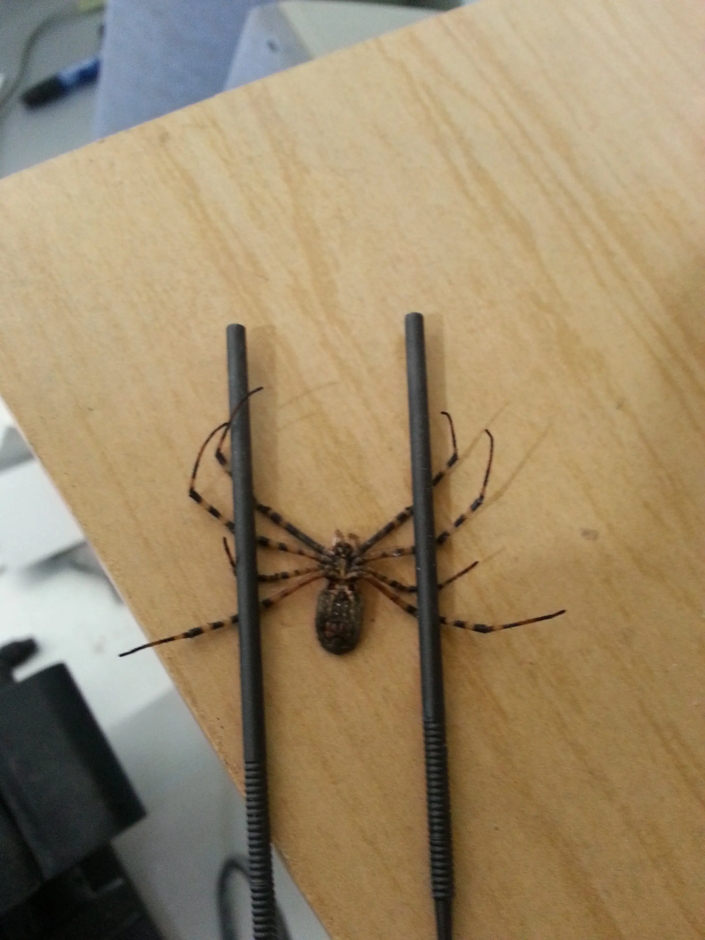 Murió mi araña y la hice de metal.