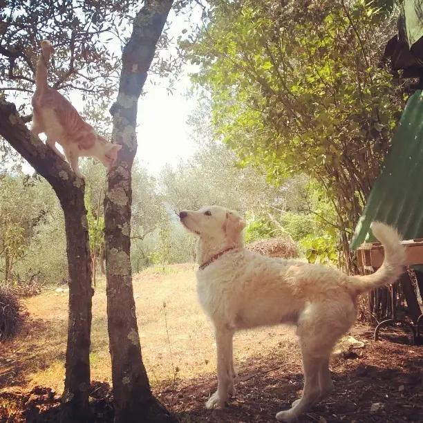 Mira lo que le hizo esta Lincesa a su furgoneta. Mira lo que le hizo esta Lincesa a su furgoneta.