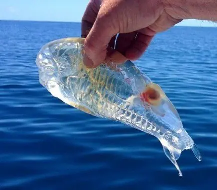 peces