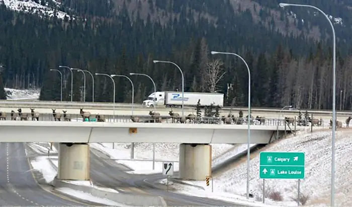 Puentes y cruces para animales que salvan a miles de ellos