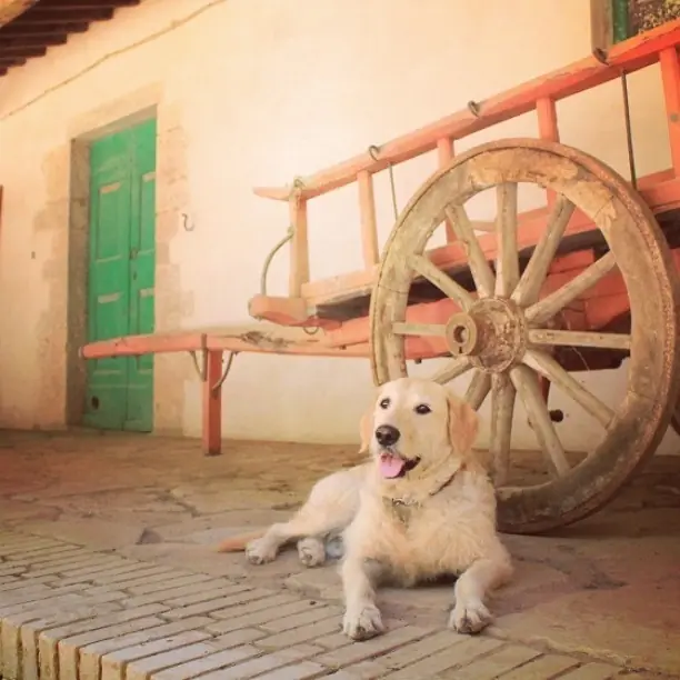 Mira lo que le hizo esta Lincesa a su furgoneta. Mira lo que le hizo esta Lincesa a su furgoneta.
