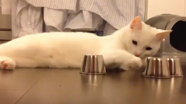 Kido el gato estrella, siempre encuentra la bolita