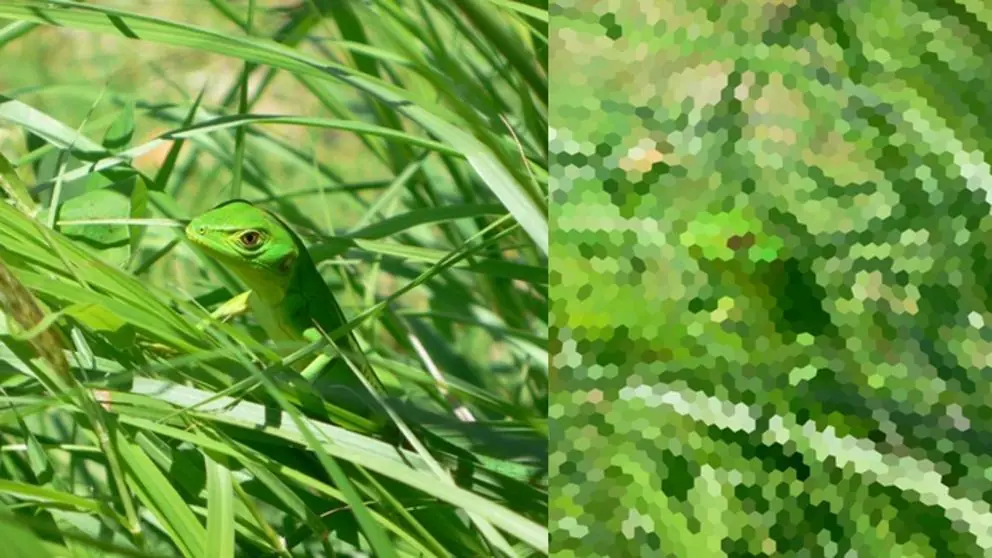 Un software muestra como ven los animales!