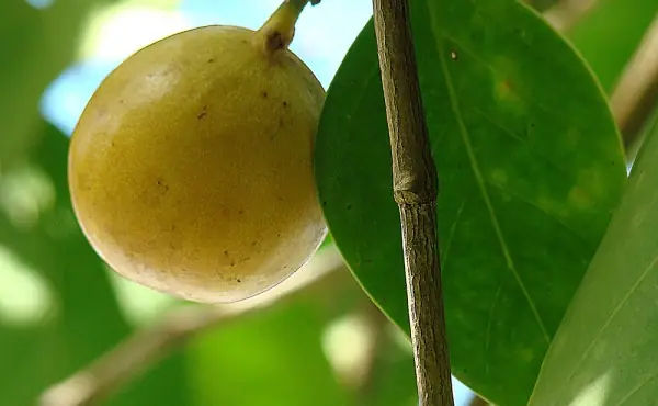 El árbol más mortífero sobre la faz de la tierra