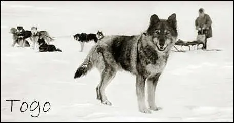 ¿Recuerdas a Balto? Fue real! La verdadera historia de Balto