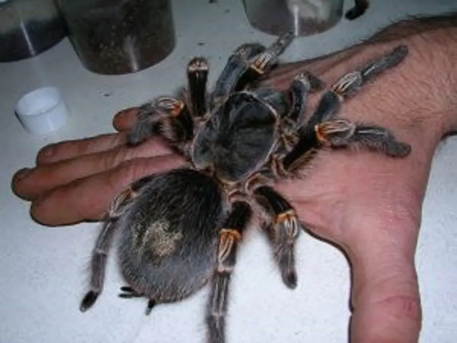 Insectos