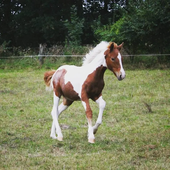 Caballos con los más únicos y majestuosos colores