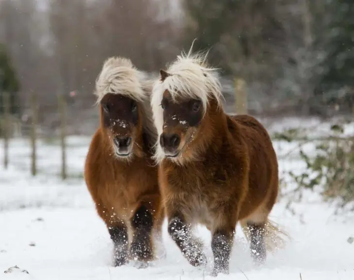 majestuosos