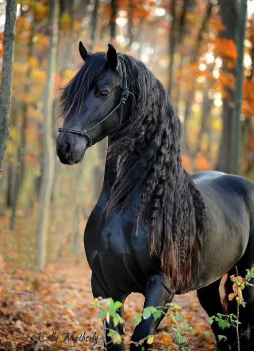 majestuosos
