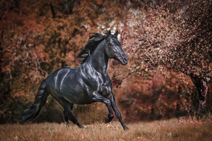 caballos