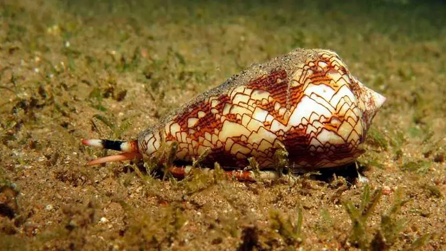 Desarrollan un analgésico a partir del veneno de un caracol