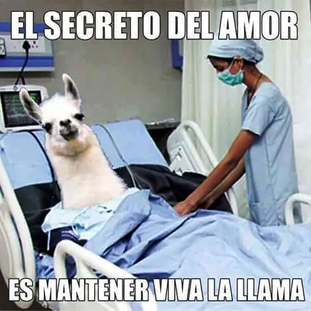 divertido
