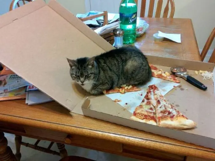 Imagenes de humor para linces ponedores III