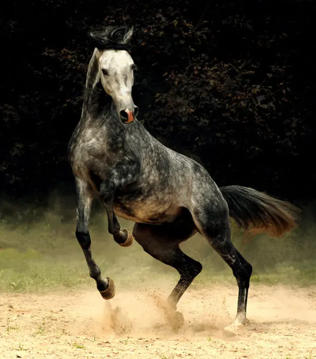 unicos