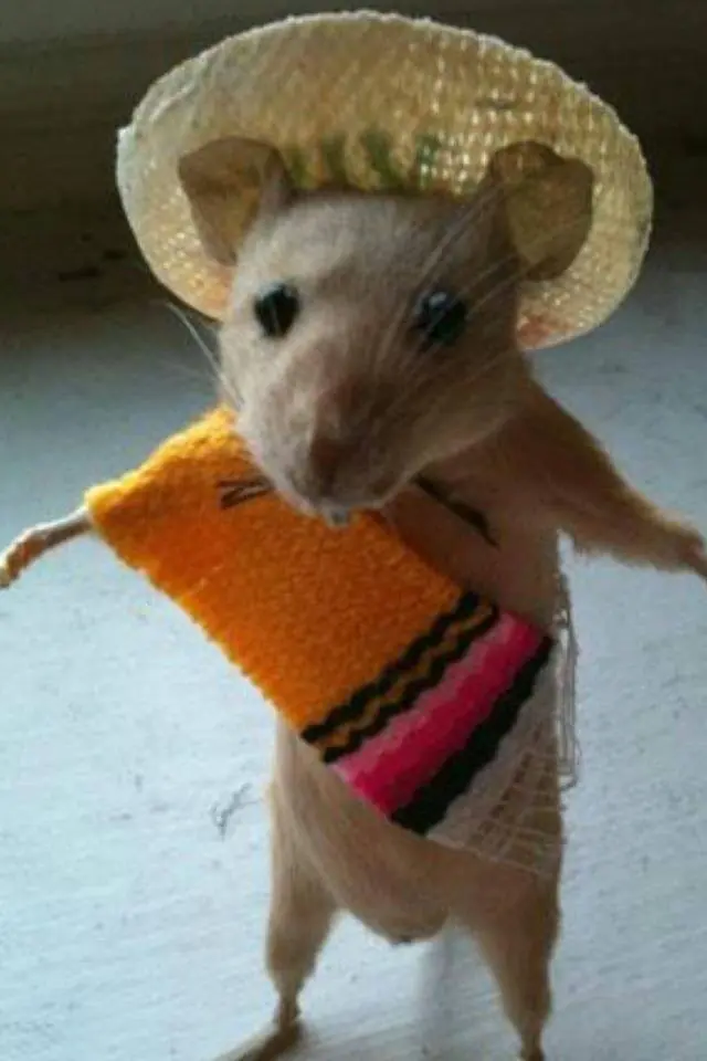 mexican humor