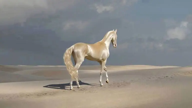 Caballo más bonito del mundo una especie d 1250 ejemplares
