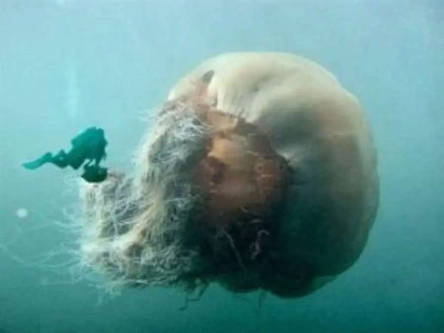 Los invertebrados más grandes del mundo