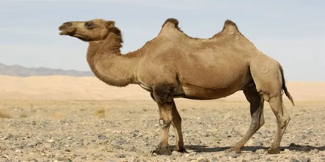 15 curiosidades de los animales que te asombrarán
