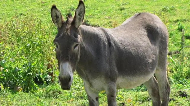 El burro es una especie en peligro de extinción en México