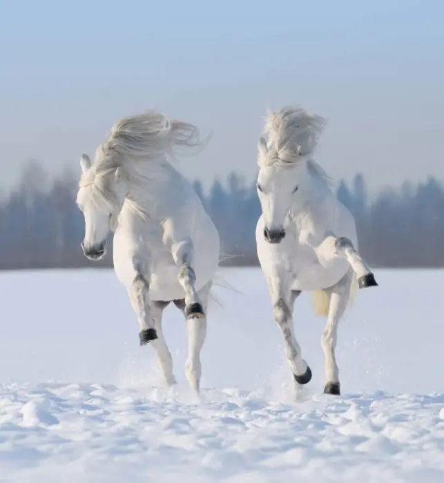 majestuosos
