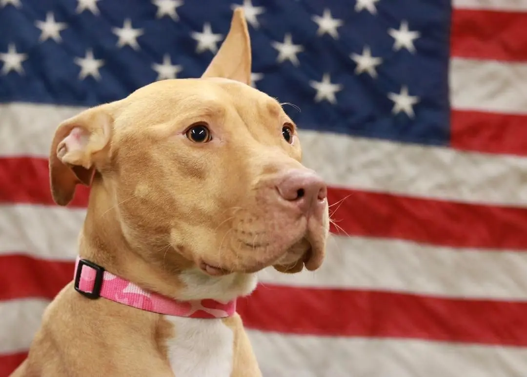 Ashley la pitbull rescatada de un fumadero ahora es...