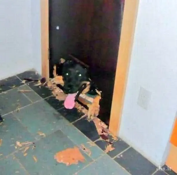 Imágenes raras y curiosas para distraerte.