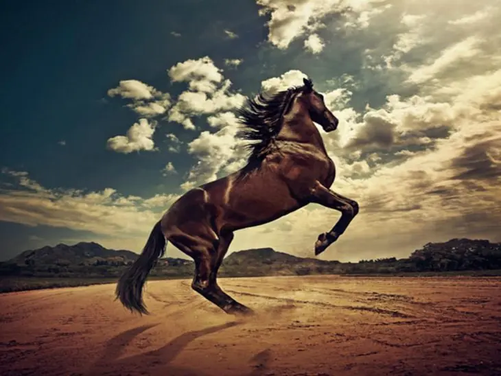 Caballos con los más únicos y majestuosos colores