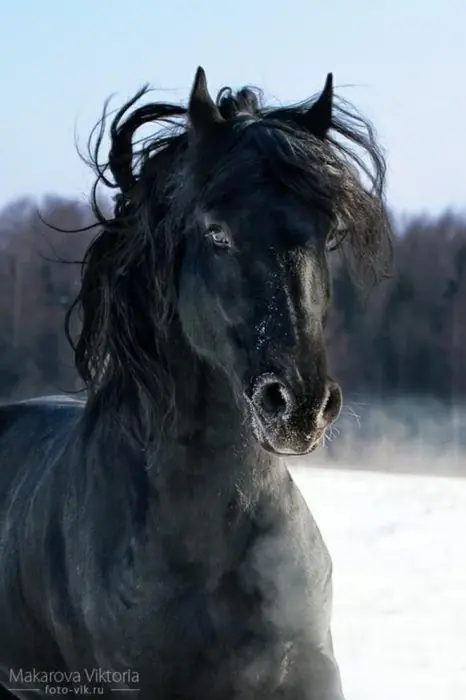 caballos