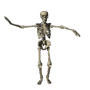 anatomia basica