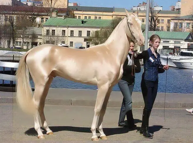 caballo caballo