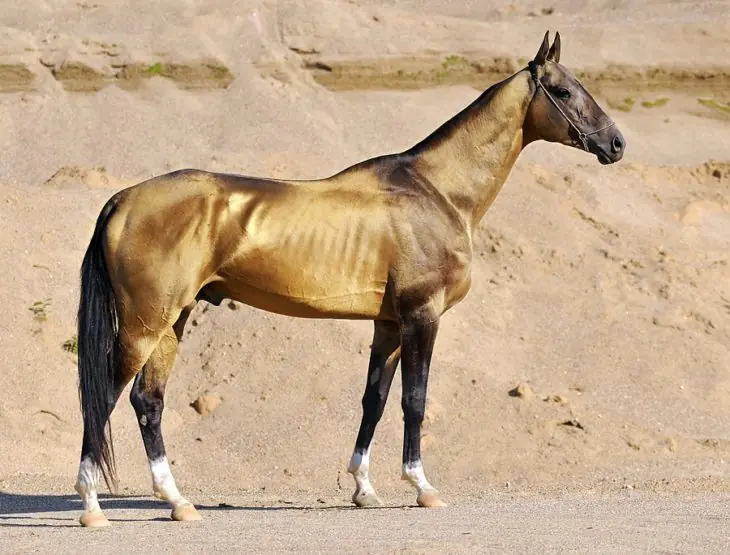 unicos