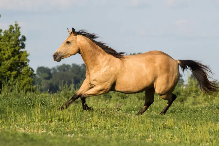Caballos con los más únicos y majestuosos colores